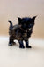 Fluffy black tortoise Maine Coon kitten with bright eyes on a simple surface