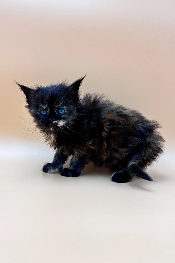 Fluffy black tortie Maine Coon kitten with bright blue eyes, ready for cuddles!