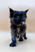 Fluffy black tortie Maine Coon kitten with bright blue eyes and a cute white spot