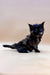 Tiny black tortie Maine Coon kitten with bright blue eyes on a plain surface