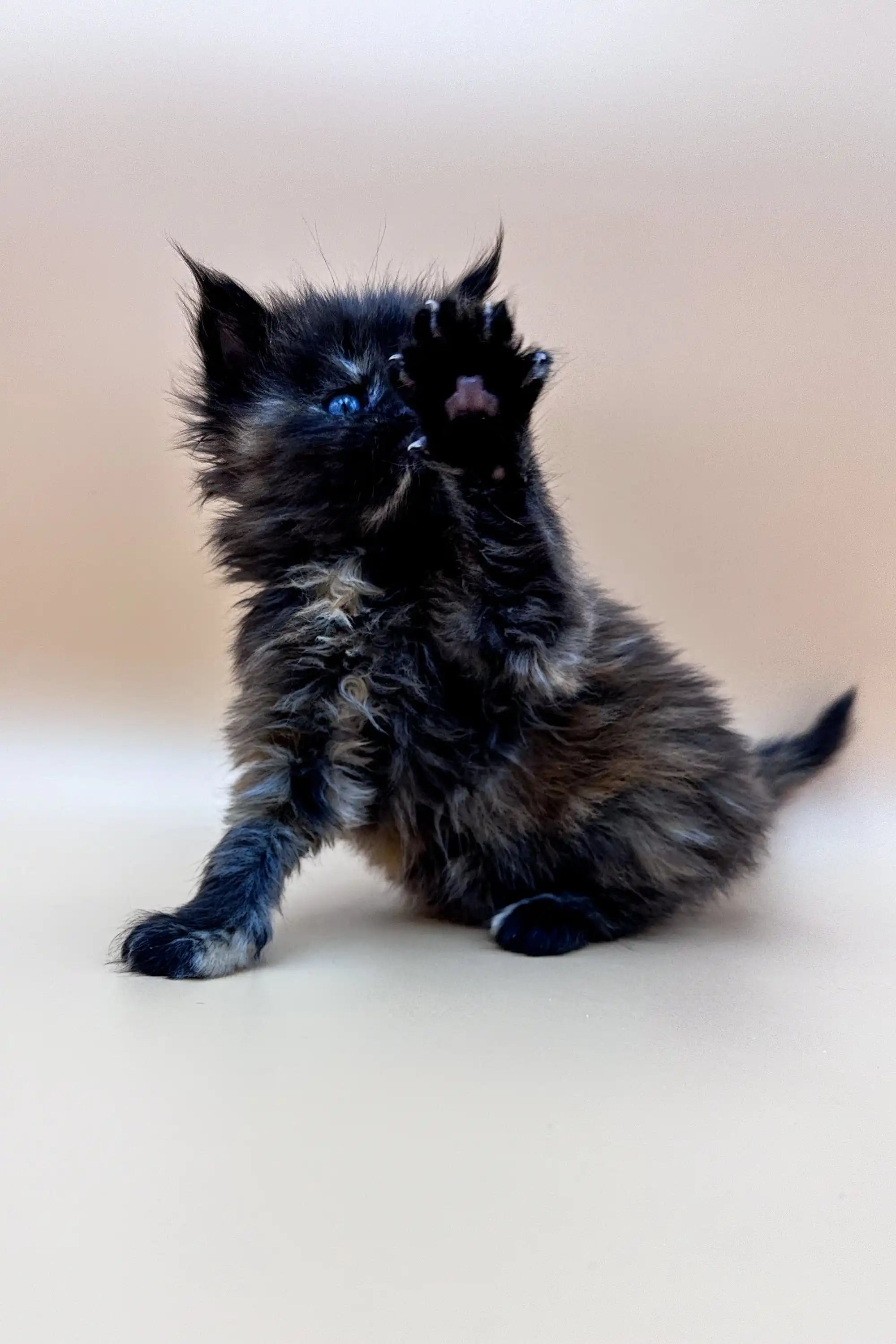 Maine Coon Kittens for Sale Yana | Kitten