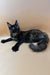 Black long-haired Polydactyl Maine Coon cat lying down with an alert expression