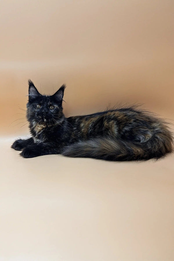 Tortoiseshell cat lying down with an alert look, showcasing this Polydactyl Maine Coon