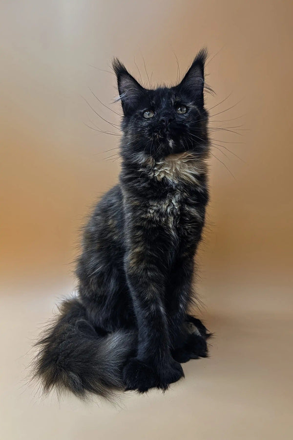 Black Polydactyl Maine Coon with fluffy coat and ear tufts, perfect for cat lovers