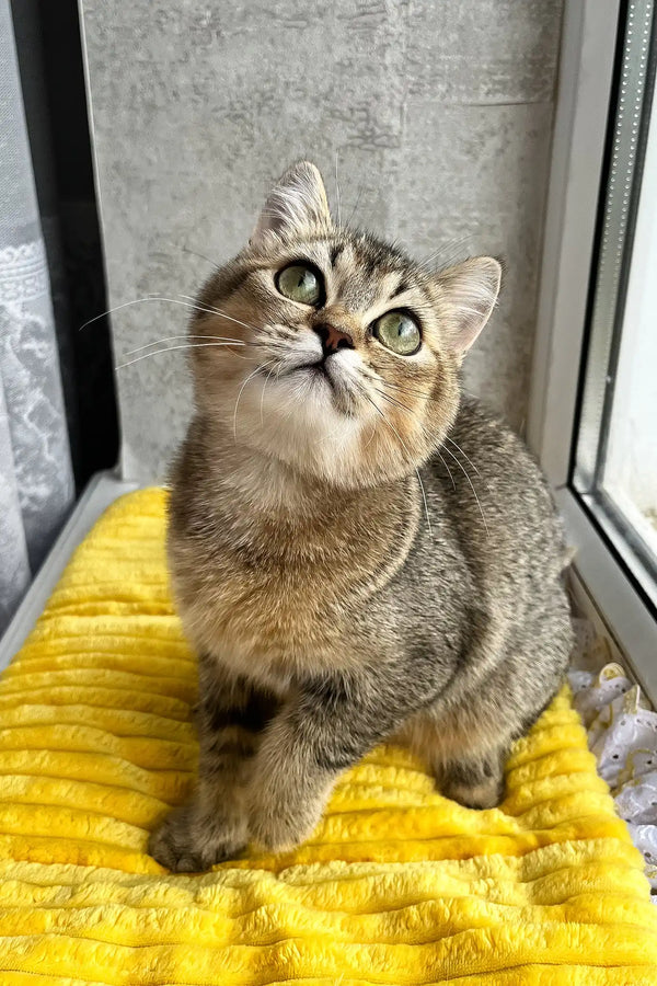 Yaneli | scottish straight kitten