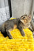 Yaneli | scottish straight kitten