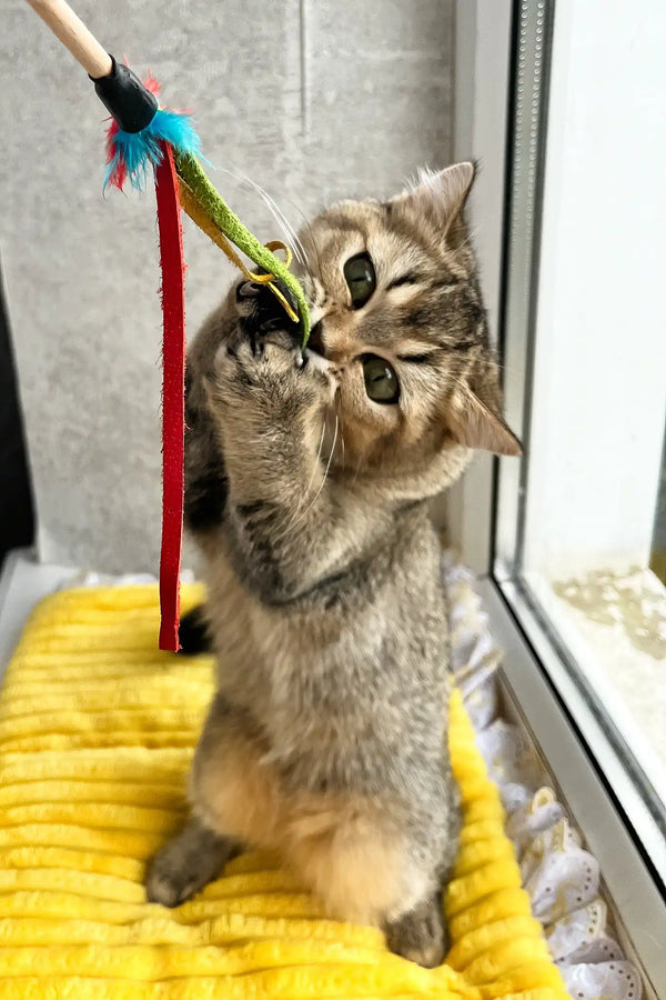 Yaneli | scottish straight kitten