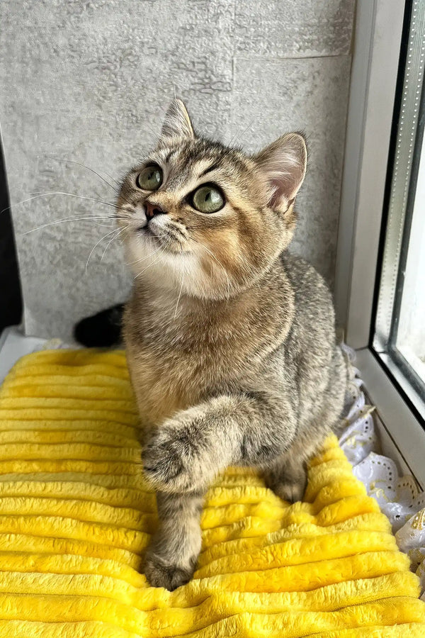 Yaneli | scottish straight kitten