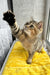 Yaneli | scottish straight kitten