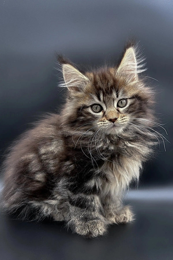 Fluffy Polydactyl Maine Coon kitten with bright green eyes and long fur