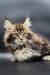 Fluffy Maine Coon kitten with green eyes and tufts, perfect for Polydactyl Maine Coons