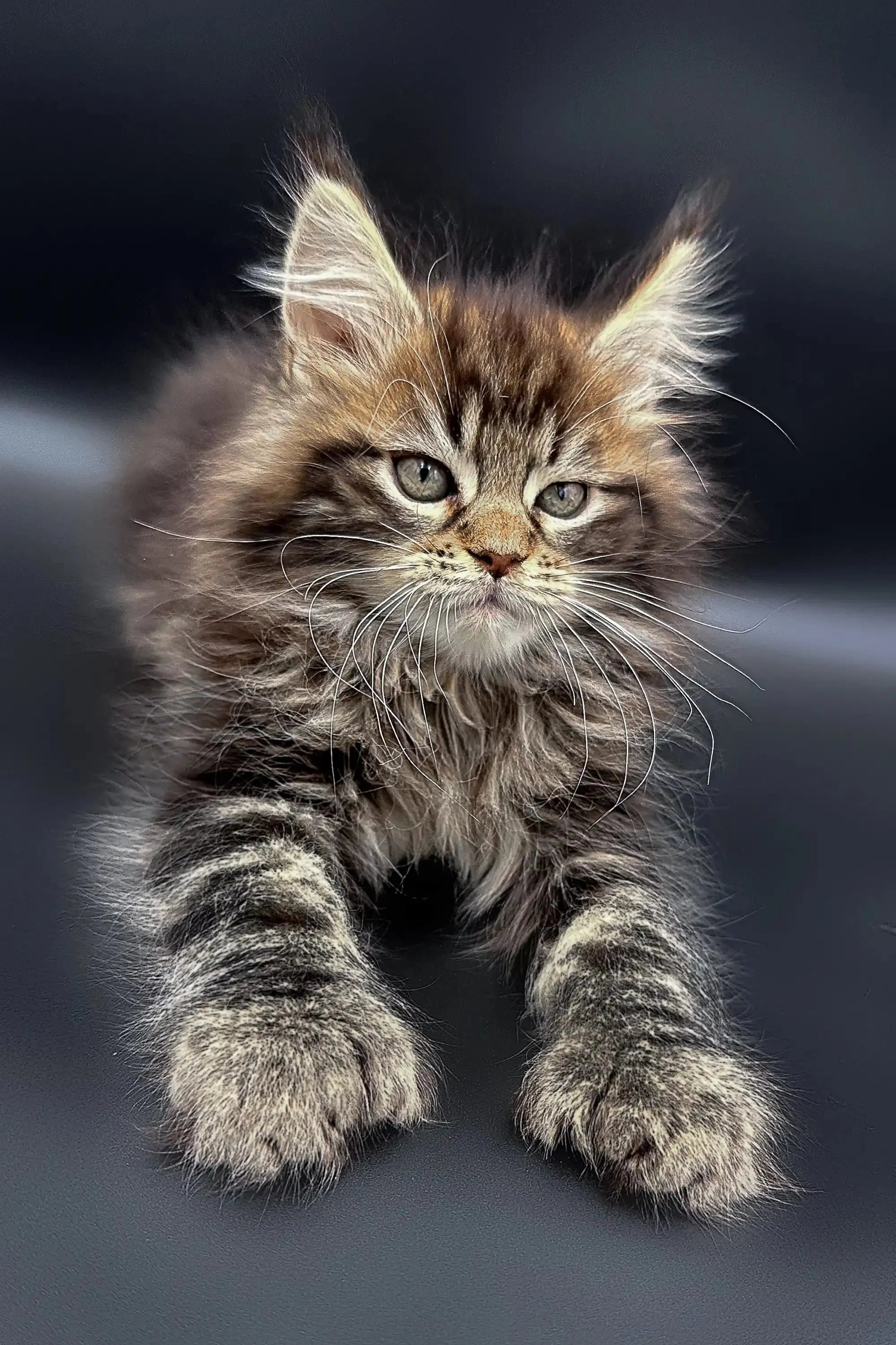Yang the Polydactyl Maine Coon Kitten