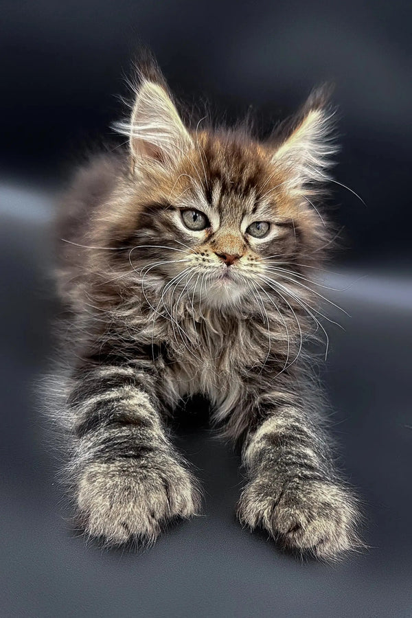 Fluffy Maine Coon kitten with ear tufts and serious look, perfect for a pet lover