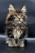 Fluffy Maine Coon kitten Yang with green eyes and ear tufts, a cute polydactyl Maine Coon