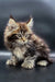 Fluffy Maine Coon kitten with ear tufts, featured in Yang Polydactyl Maine Coon