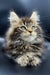 Fluffy Polydactyl Maine Coon kitten with green eyes and tufted ears, perfect for adoption