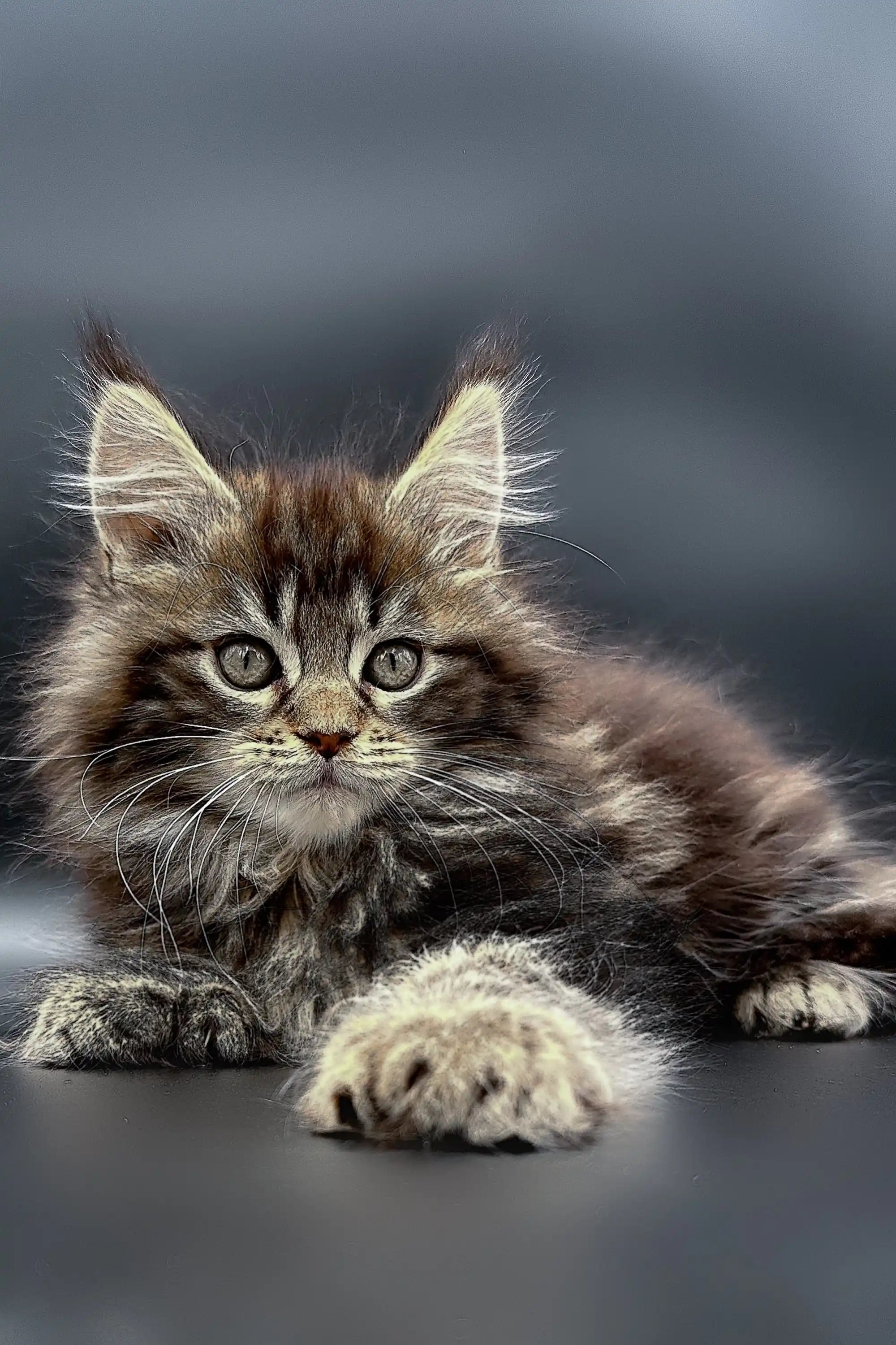 Maine Coon Kittens for Sale Yang | Polydactyl Kitten