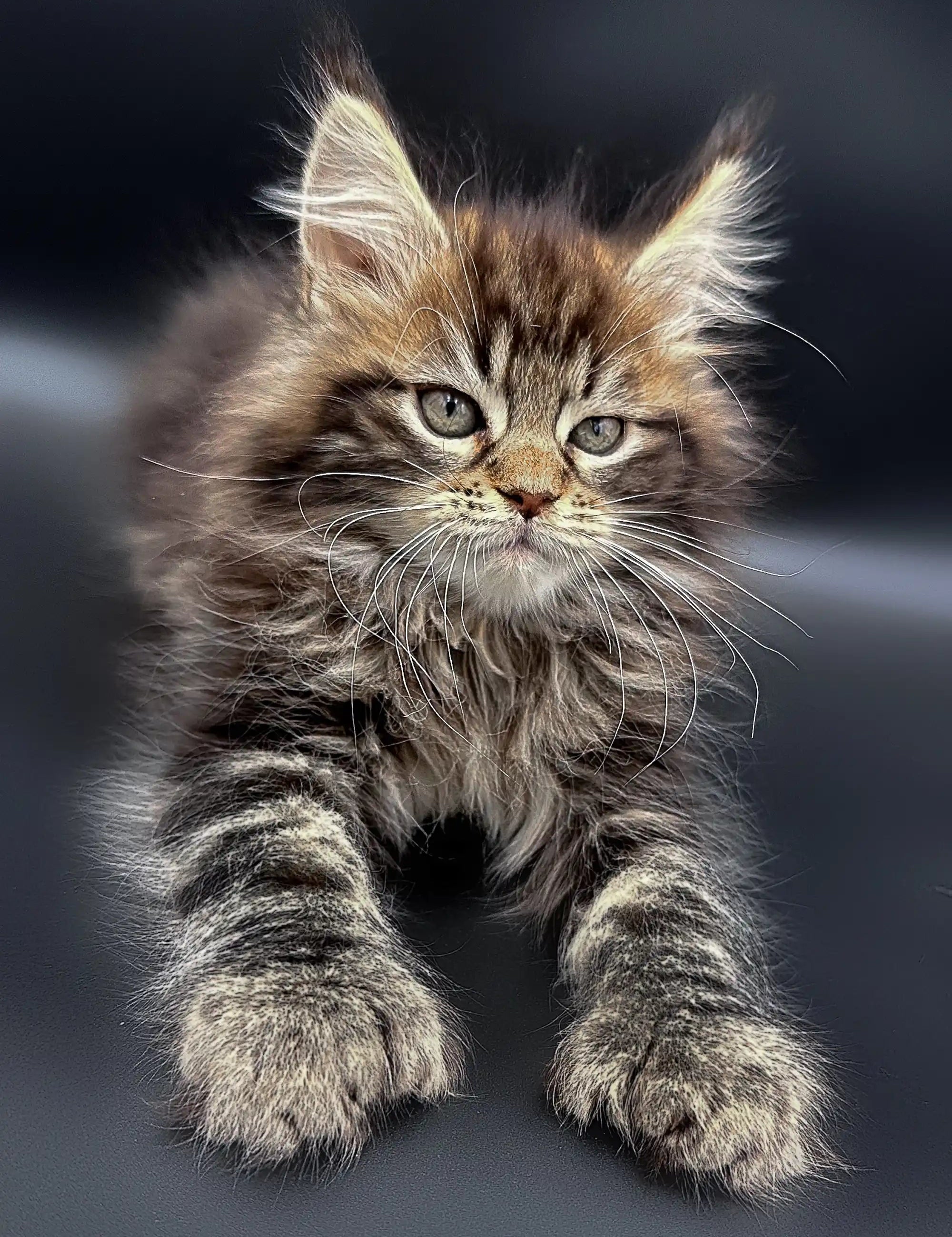 Maine Coon Kittens for Sale Yang | Polydactyl Kitten