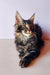 Fluffy Maine Coon kitten Yanis with ear tufts and alert look, super adorable!