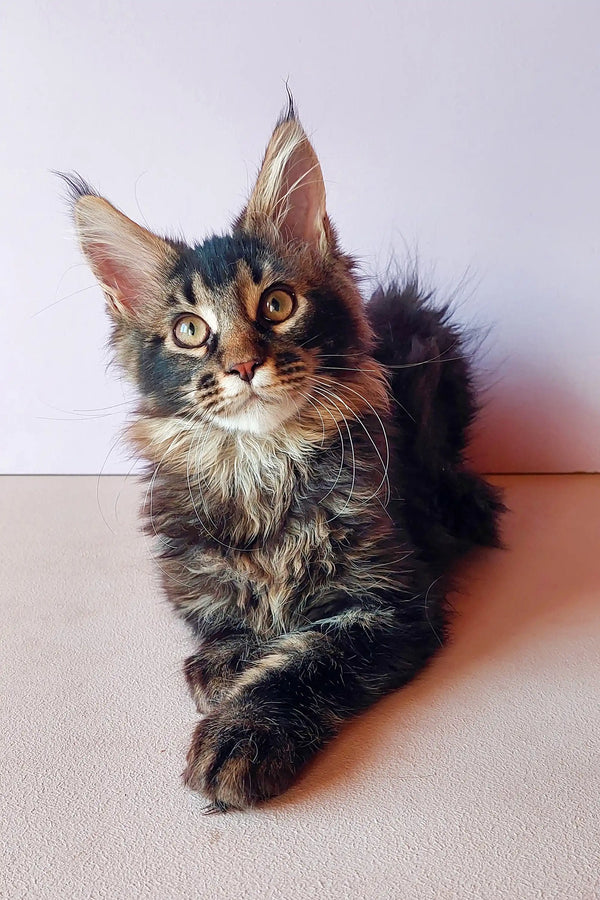 Adorable Maine Coon kitten named Yanis with fluffy fur and curious expression