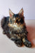 Long-haired Maine Coon kitten with ear tufts and alert expression