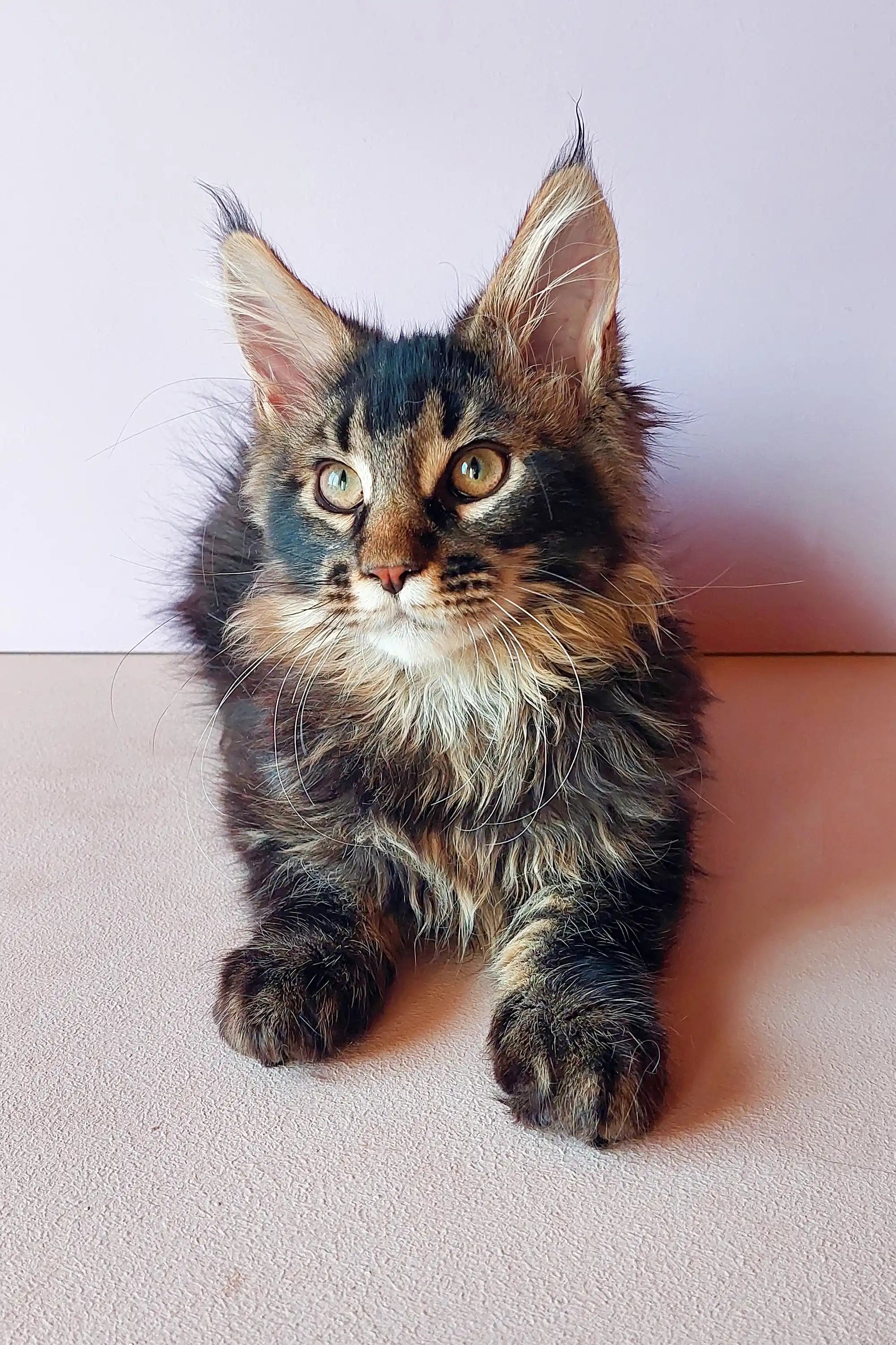 Maine Coon Kittens for Sale Yanis | Kitten