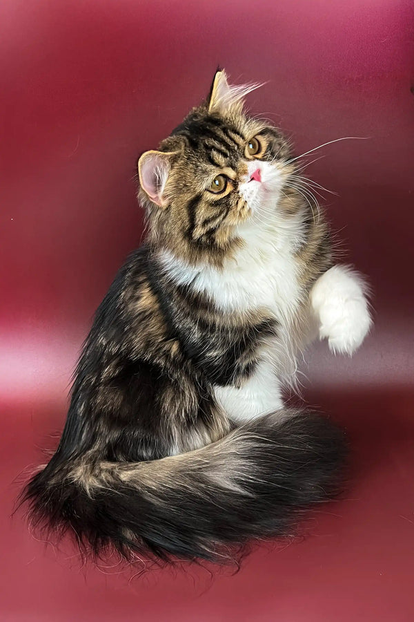 Fluffy brown and white Scottish Straight Kitten named Yanis looking adorable