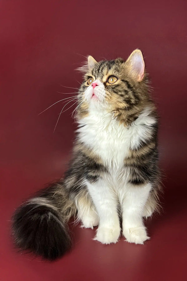Fluffy brown and white cat, perfect Scottish Straight Kitten named Yanis
