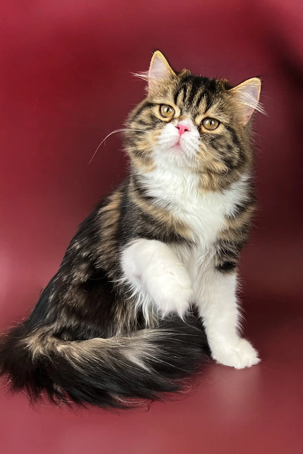 Fluffy brown and white cat Yanis, a charming Scottish Straight Kitten