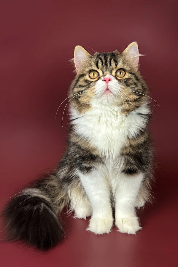 Fluffy brown and white cat named Yanis, a charming Scottish Straight Kitten