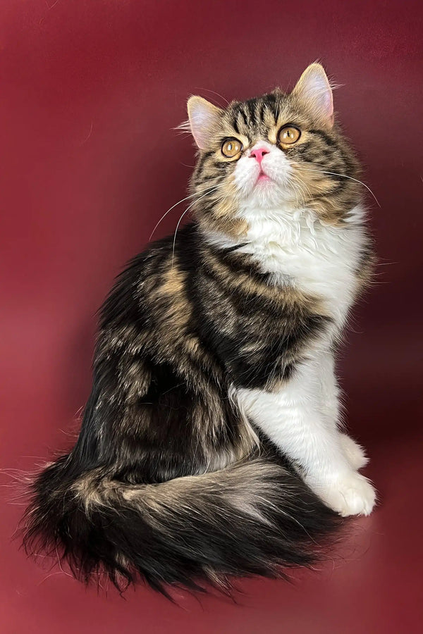 Fluffy brown and white cat from Yanis, the adorable Scottish Straight Kitten