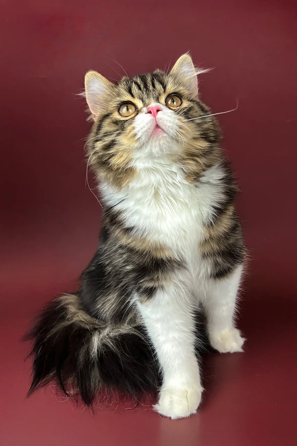 Fluffy brown and white cat in Yanis Scottish Straight Kitten product display