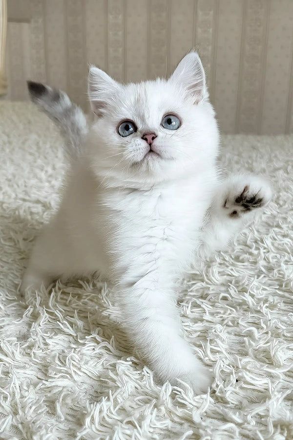 Yanka | british shorthair kitten