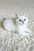 Yanka | british shorthair kitten