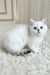 Yanka | british shorthair kitten