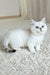 Yanka | british shorthair kitten