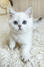 Yanka | british shorthair kitten