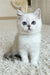 Yanka | british shorthair kitten