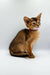 Abyssinian kitten with big ears and ticked coat in Yara Abyssinian product display