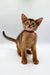 Adorable Yara Abyssinian kitten with big ears and a cute red collar