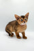 Cute Yara Abyssinian kitten with big ears and a tawny coat, ready for cuddles!