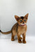 Adorable Yara Abyssinian kitten with big ears and bright eyes ready for playtime fun!