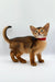 Cute Yara Abyssinian Kitten with red collar standing alert and tail curved up