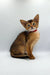 Cute Yara Abyssinian Kitten with big ears and a red collar sitting up