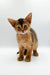 Adorable Yara Abyssinian Kitten with big ears and golden-brown fur ready to snuggle!