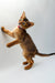 Playful Yara Abyssinian kitten standing on hind legs with one paw raised