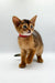 Abyssinian kitten Yara wearing a red collar, standing alert and curious