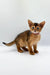 Adorable Yara Abyssinian kitten with big ears and golden-brown fur