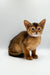 Abyssinian kitten Yara with big ears and a tawny coat sitting alertly