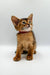 Adorable Yara Abyssinian kitten with big ears and a red collar gazing up